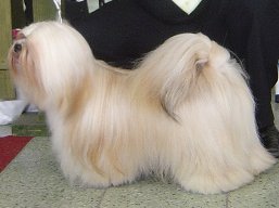 https://www.lhasaapso-ivepet.sk/preview/vyst_361.jpg