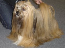 https://www.lhasaapso-ivepet.sk/preview/vyst_363.jpg