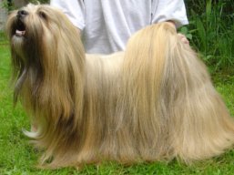 https://www.lhasaapso-ivepet.sk/preview/vyst_364.jpg
