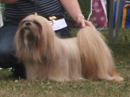 https://www.lhasaapso-ivepet.sk/preview/vyst_365.jpg