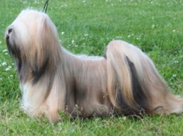 https://www.lhasaapso-ivepet.sk/preview/vyst_366.jpg