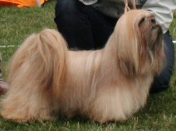 https://www.lhasaapso-ivepet.sk/preview/vyst_367.jpg