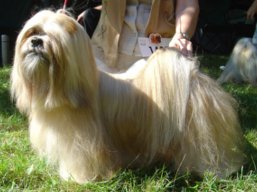 https://www.lhasaapso-ivepet.sk/preview/vyst_368.jpg