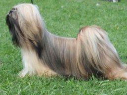 https://www.lhasaapso-ivepet.sk/preview/vyst_370.jpg