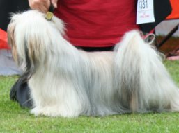 https://www.lhasaapso-ivepet.sk/preview/vyst_371.jpg