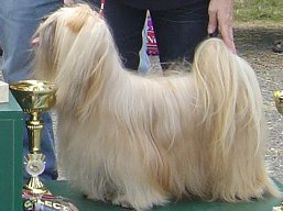 https://www.lhasaapso-ivepet.sk/preview/vyst_373.jpg