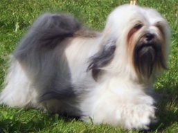 https://www.lhasaapso-ivepet.sk/preview/vyst_374.jpg