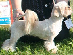 https://www.lhasaapso-ivepet.sk/preview/vyst_375.jpg