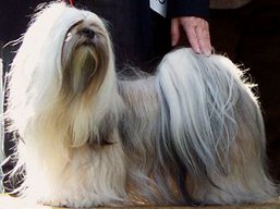 https://www.lhasaapso-ivepet.sk/preview/vyst_376.jpg