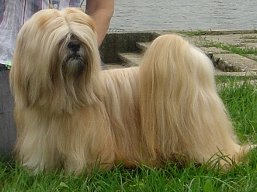 https://www.lhasaapso-ivepet.sk/preview/vyst_378.jpg
