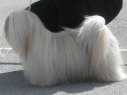 https://www.lhasaapso-ivepet.sk/preview/vyst_381.jpg
