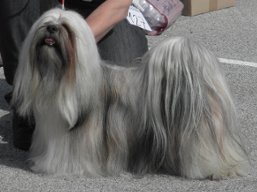 https://www.lhasaapso-ivepet.sk/preview/vyst_382.jpg