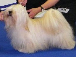 https://www.lhasaapso-ivepet.sk/preview/vyst_385.jpg