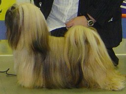 https://www.lhasaapso-ivepet.sk/preview/vyst_386.jpg