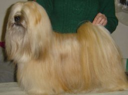 https://www.lhasaapso-ivepet.sk/preview/vyst_395.jpg
