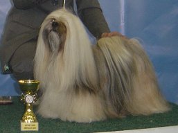 https://www.lhasaapso-ivepet.sk/preview/vyst_397.jpg