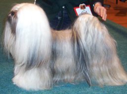 https://www.lhasaapso-ivepet.sk/preview/vyst_398.jpg