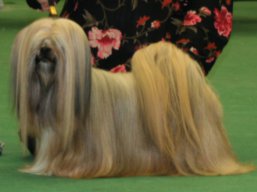 https://www.lhasaapso-ivepet.sk/preview/vyst_399.jpg