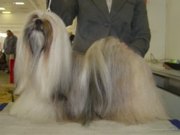 https://www.lhasaapso-ivepet.sk/preview/vyst_400.jpg