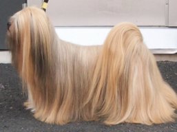 C.I.B. GrCH. YANGADOO'S MONTOYA, Lhasa Apso