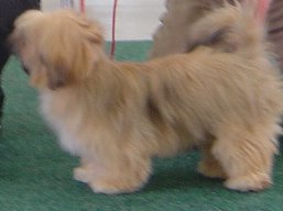 https://www.lhasaapso-ivepet.sk/preview/vyst_402.jpg