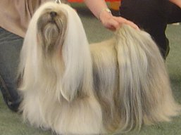 https://www.lhasaapso-ivepet.sk/preview/vyst_406.jpg