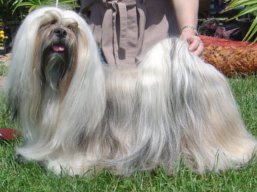 https://www.lhasaapso-ivepet.sk/preview/vyst_410.jpg