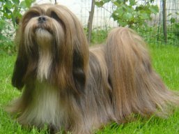 https://www.lhasaapso-ivepet.sk/preview/vyst_411.jpg