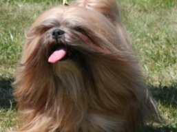https://www.lhasaapso-ivepet.sk/preview/vyst_412.jpg