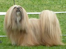 https://www.lhasaapso-ivepet.sk/preview/vyst_414.jpg