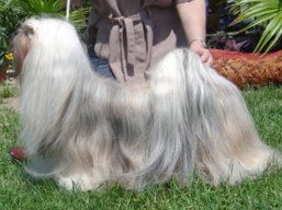 https://www.lhasaapso-ivepet.sk/preview/vyst_417.jpg