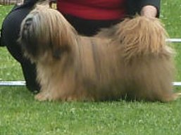 https://www.lhasaapso-ivepet.sk/preview/vyst_418.jpg