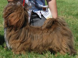 https://www.lhasaapso-ivepet.sk/preview/vyst_422.jpg