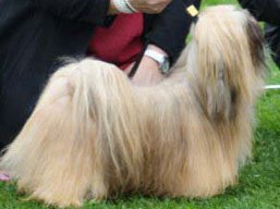 https://www.lhasaapso-ivepet.sk/preview/vyst_423.jpg