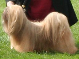 https://www.lhasaapso-ivepet.sk/preview/vyst_424.jpg