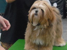 https://www.lhasaapso-ivepet.sk/preview/vyst_425.jpg