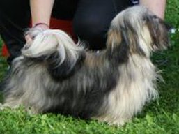 https://www.lhasaapso-ivepet.sk/preview/vyst_427.jpg