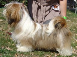 https://www.lhasaapso-ivepet.sk/preview/vyst_428.jpg