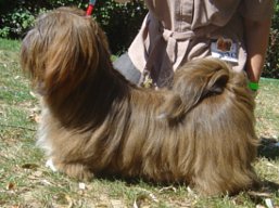 https://www.lhasaapso-ivepet.sk/preview/vyst_429.jpg