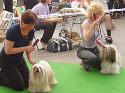 https://www.lhasaapso-ivepet.sk/preview/vyst_43.jpg