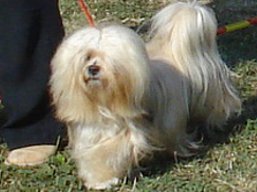 https://www.lhasaapso-ivepet.sk/preview/vyst_430.jpg