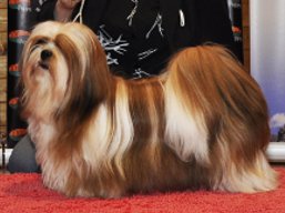 https://www.lhasaapso-ivepet.sk/preview/vyst_436.jpg