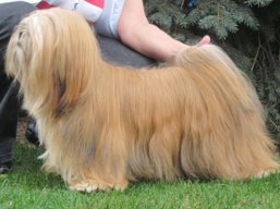 https://www.lhasaapso-ivepet.sk/preview/vyst_440.jpg