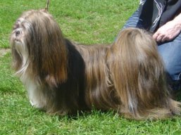 https://www.lhasaapso-ivepet.sk/preview/vyst_442.jpg