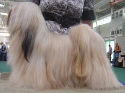 https://www.lhasaapso-ivepet.sk/preview/vyst_444.jpg