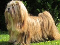 https://www.lhasaapso-ivepet.sk/preview/vyst_448.jpg