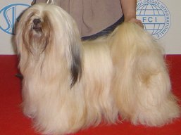 https://www.lhasaapso-ivepet.sk/preview/vyst_449.jpg