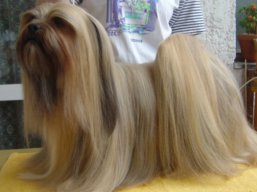 https://www.lhasaapso-ivepet.sk/preview/vyst_452.jpg