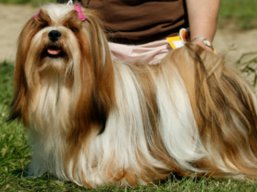 https://www.lhasaapso-ivepet.sk/preview/vyst_456.jpg