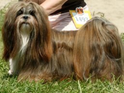 https://www.lhasaapso-ivepet.sk/preview/vyst_457.jpg